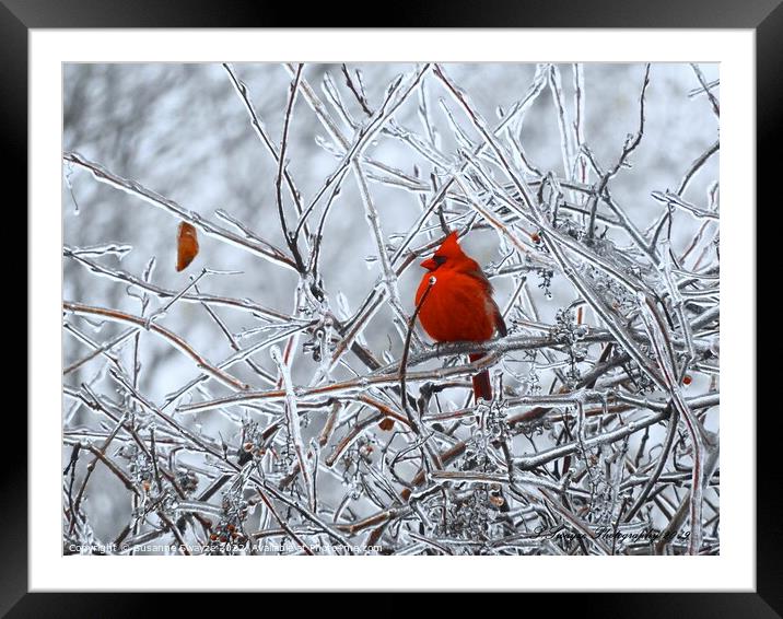 Ice Tree Cardinal Framed Mounted Print by Susanne Swayze