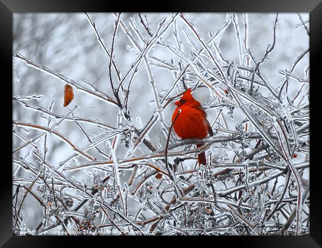 Ice Tree Cardinal Framed Print by Susanne Swayze