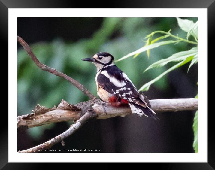 Woodpecker in the woods Framed Mounted Print by Fabrizio Malisan