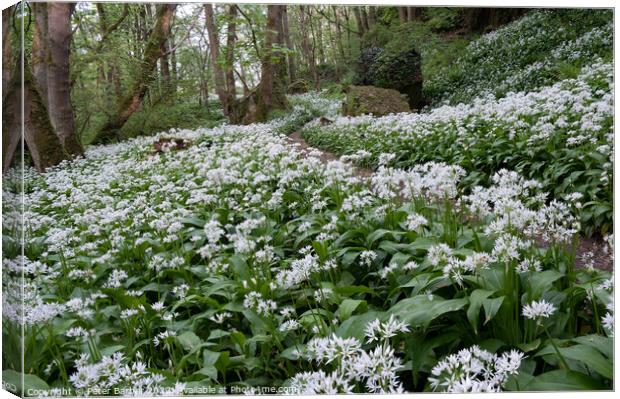 Wild Garlic on the Teesdale Way Canvas Print by Peter Barber