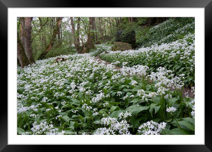 Wild Garlic on the Teesdale Way Framed Mounted Print by Peter Barber