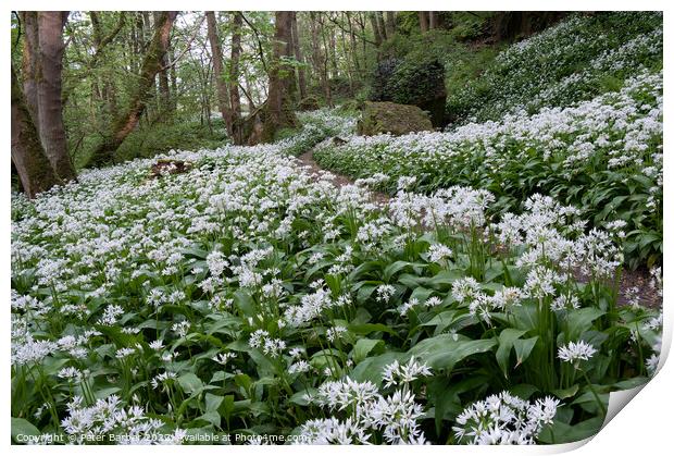 Wild Garlic on the Teesdale Way Print by Peter Barber