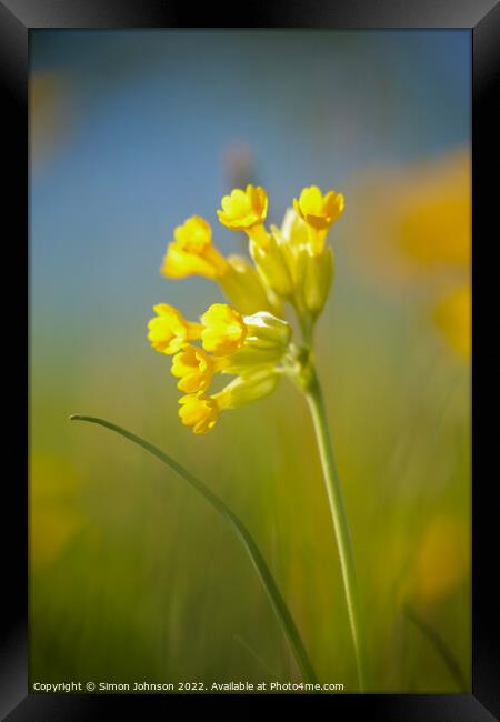 sunlit meadow flower Framed Print by Simon Johnson