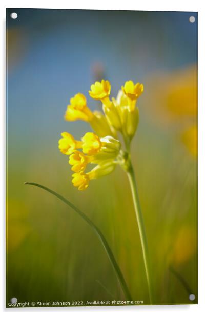 sunlit meadow flower Acrylic by Simon Johnson