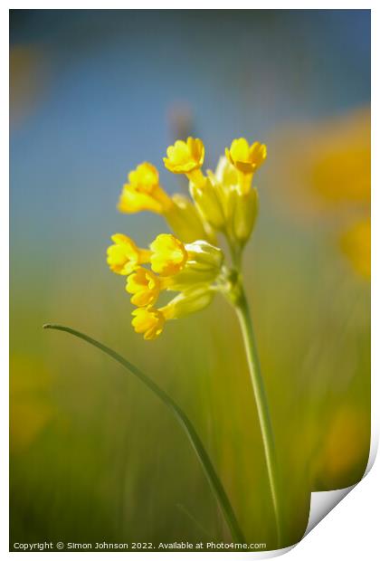 sunlit meadow flower Print by Simon Johnson