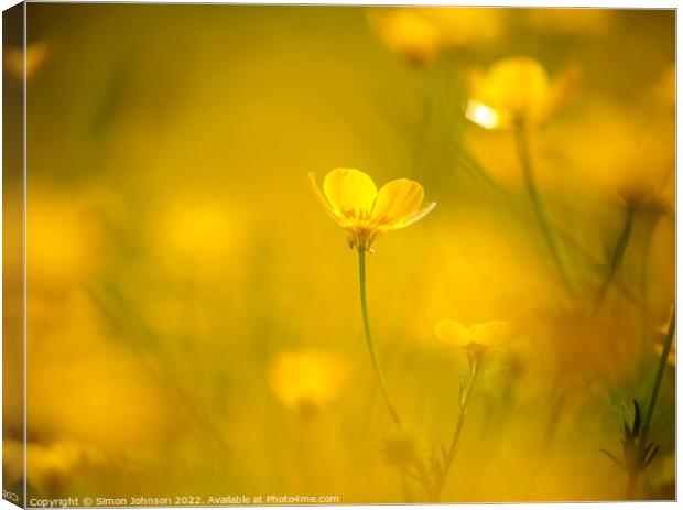 sunlit buttercup flower Canvas Print by Simon Johnson
