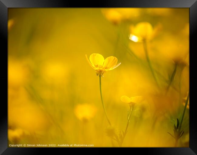 sunlit buttercup flower Framed Print by Simon Johnson