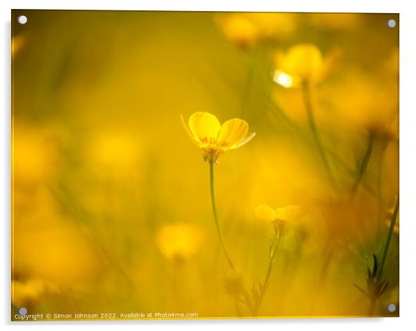 sunlit buttercup flower Acrylic by Simon Johnson