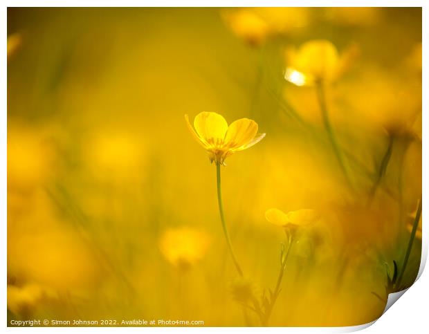sunlit buttercup flower Print by Simon Johnson