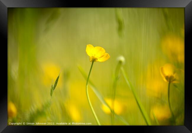 buttercup flower Framed Print by Simon Johnson