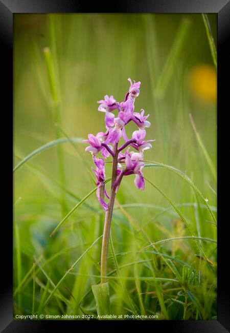 Wild Orchid Framed Print by Simon Johnson