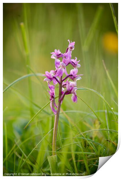 Wild Orchid Print by Simon Johnson