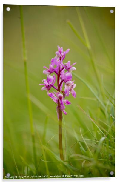 Wid orchid  Acrylic by Simon Johnson