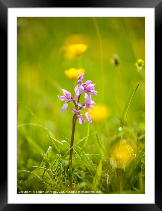 Wild Orchid  Framed Mounted Print by Simon Johnson