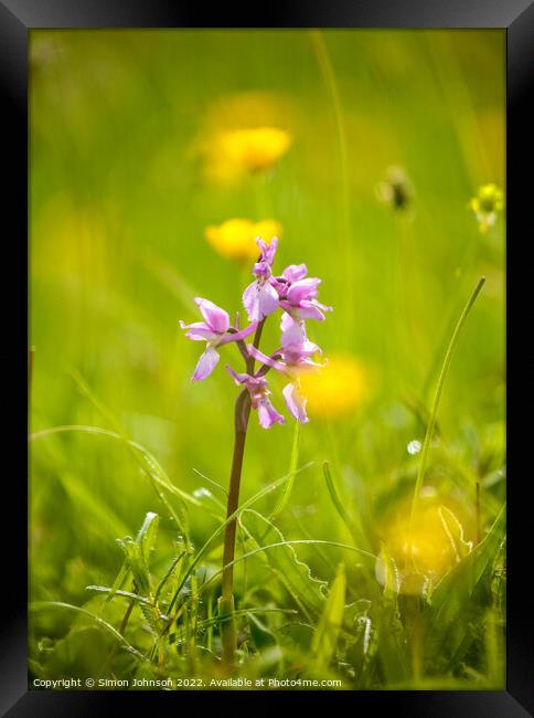 Wild Orchid  Framed Print by Simon Johnson
