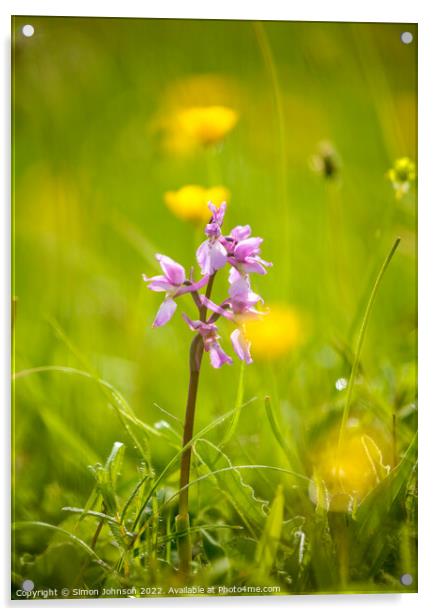 Wild Orchid  Acrylic by Simon Johnson
