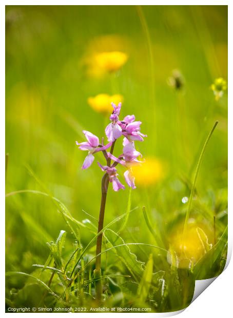 Wild Orchid  Print by Simon Johnson