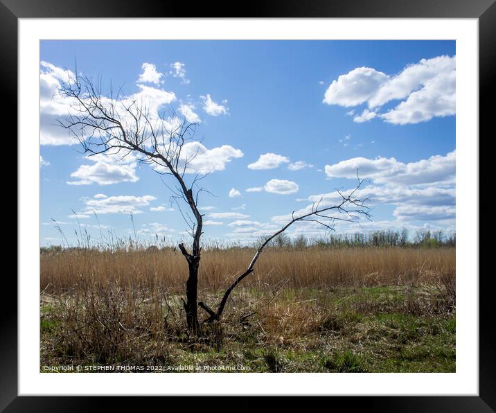 Dead Tree in The Transcona Bioreserve Framed Mounted Print by STEPHEN THOMAS