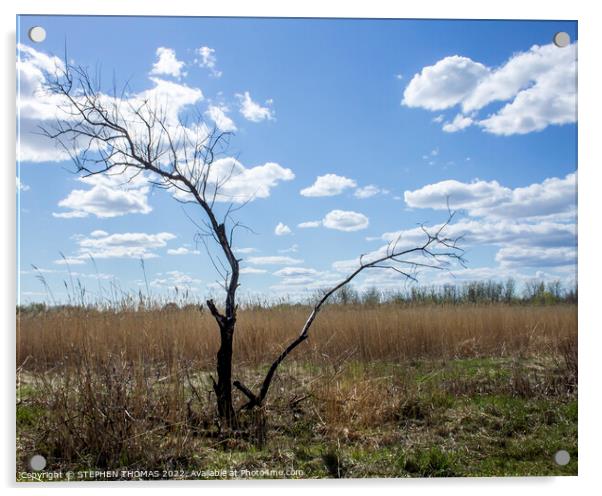 Dead Tree in The Transcona Bioreserve Acrylic by STEPHEN THOMAS
