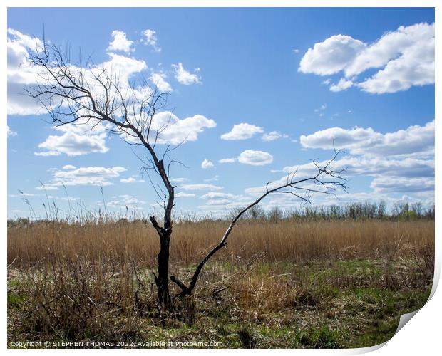 Dead Tree in The Transcona Bioreserve Print by STEPHEN THOMAS