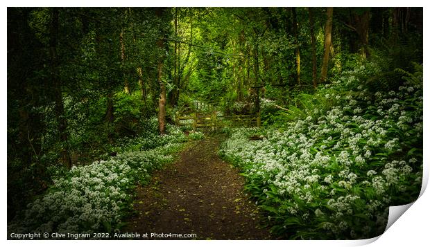 Tranquil Path of Abundant Wild Garlic Print by Clive Ingram