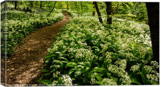 A Tranquil Wild Garlic Woodland Canvas Print by Clive Ingram