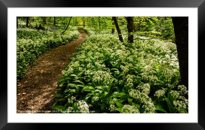 A Tranquil Wild Garlic Woodland Framed Mounted Print by Clive Ingram