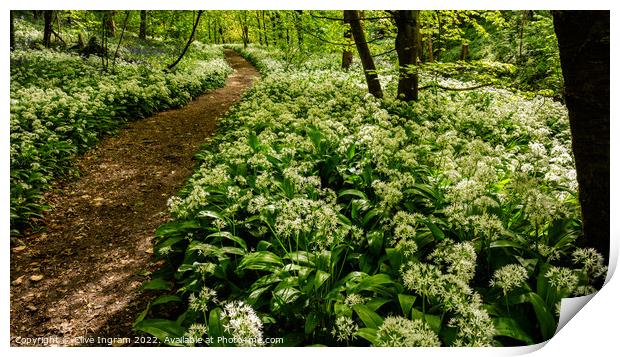 A Tranquil Wild Garlic Woodland Print by Clive Ingram