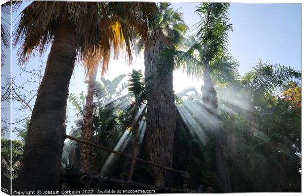 A summer vacation day dawns among the tropical palm trees. Canvas Print by Joaquin Corbalan