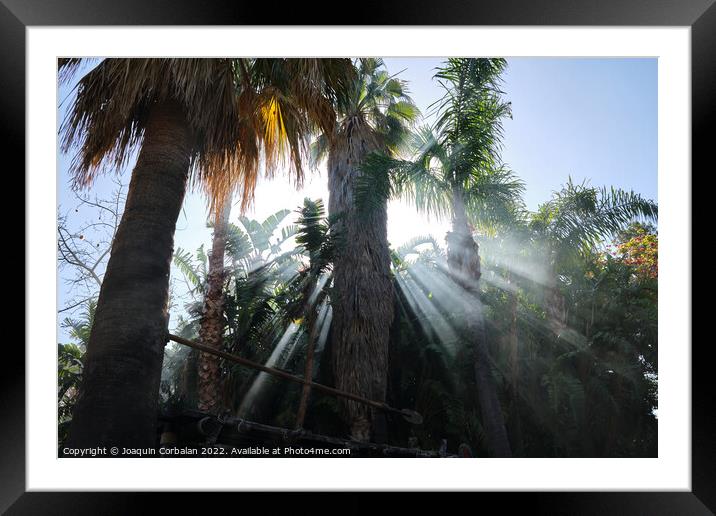 A summer vacation day dawns among the tropical palm trees. Framed Mounted Print by Joaquin Corbalan