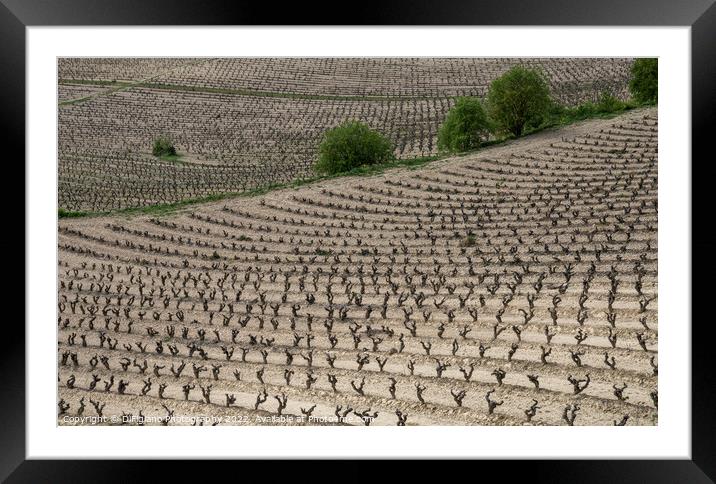 La Rioja Grapevines Framed Mounted Print by DiFigiano Photography