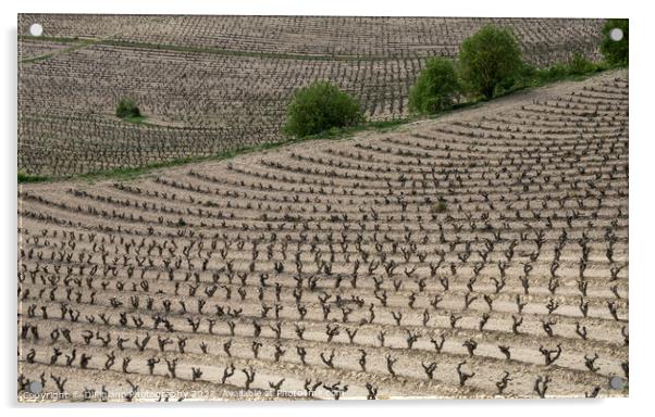 La Rioja Grapevines Acrylic by DiFigiano Photography