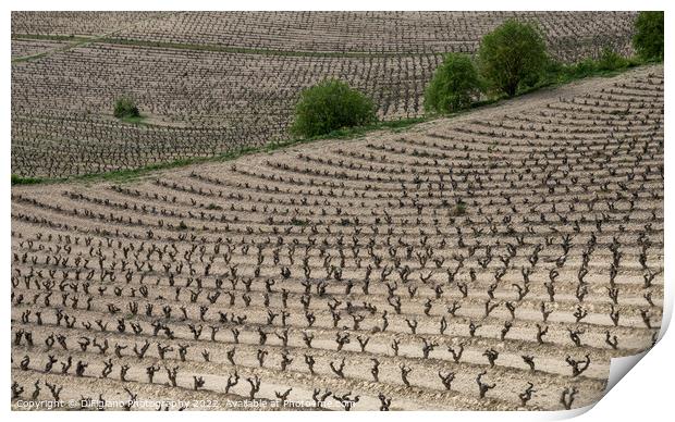 La Rioja Grapevines Print by DiFigiano Photography