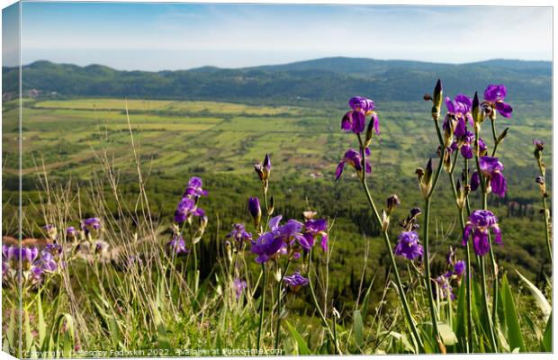 Iris flowers on mountain trail among green hills on a warm summer's day, Dalmatia region. Croatia. Canvas Print by Sergey Fedoskin