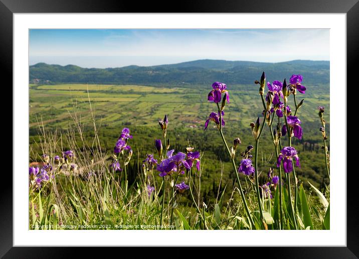 Iris flowers on mountain trail among green hills on a warm summer's day, Dalmatia region. Croatia. Framed Mounted Print by Sergey Fedoskin