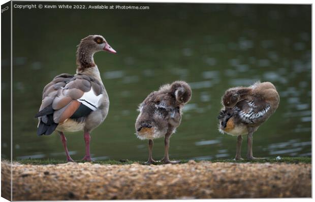 Egyptian goslings Growing up fast Canvas Print by Kevin White