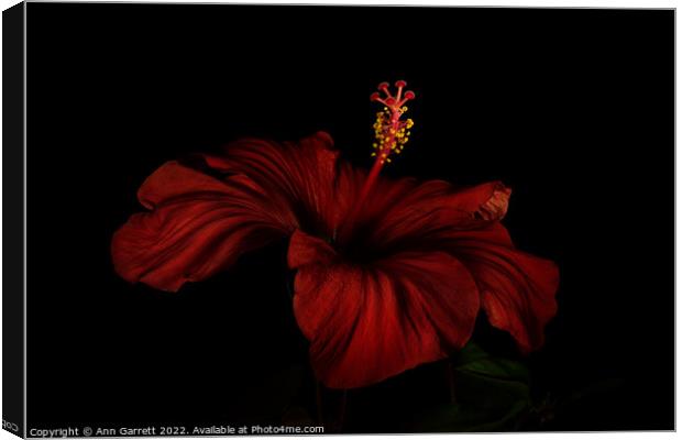 Red Hibiscus Darkly Lit Canvas Print by Ann Garrett
