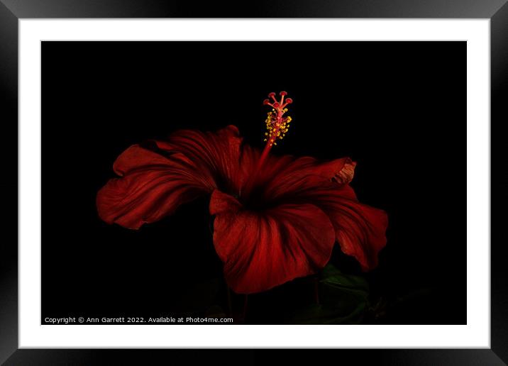 Red Hibiscus Darkly Lit Framed Mounted Print by Ann Garrett