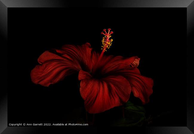 Red Hibiscus Darkly Lit Framed Print by Ann Garrett
