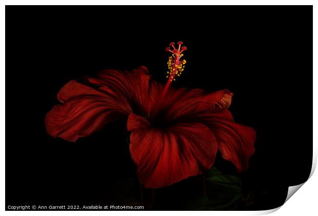 Red Hibiscus Darkly Lit Print by Ann Garrett