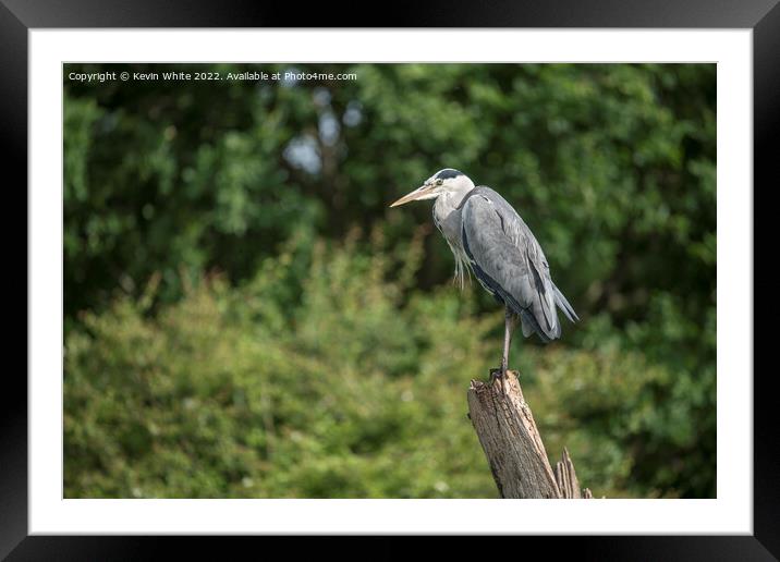 Grey heron on his favourite perch Framed Mounted Print by Kevin White