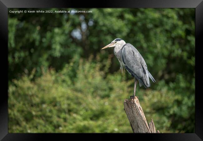 Grey heron on his favourite perch Framed Print by Kevin White