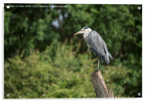 Grey heron on his favourite perch Acrylic by Kevin White