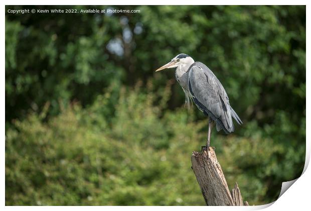 Grey heron on his favourite perch Print by Kevin White