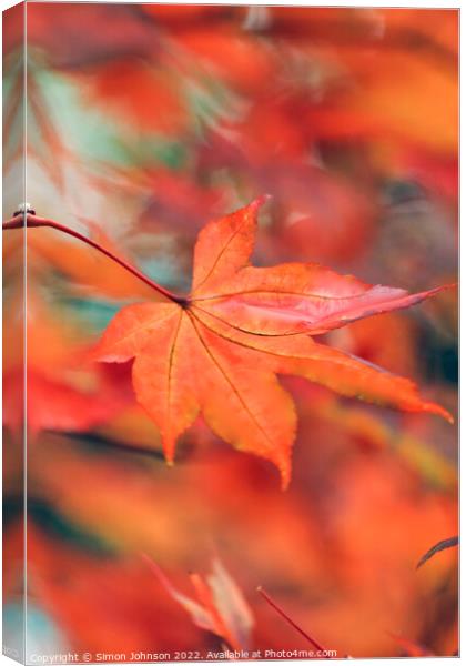 creative image of acer leaf Canvas Print by Simon Johnson