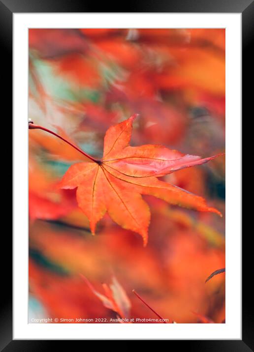 creative image of acer leaf Framed Mounted Print by Simon Johnson