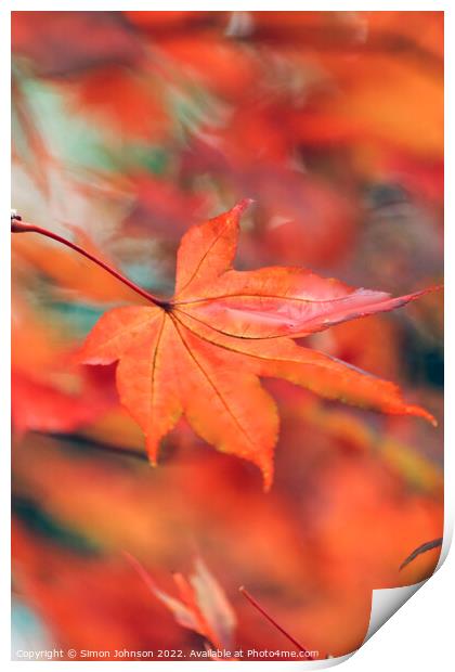 creative image of acer leaf Print by Simon Johnson