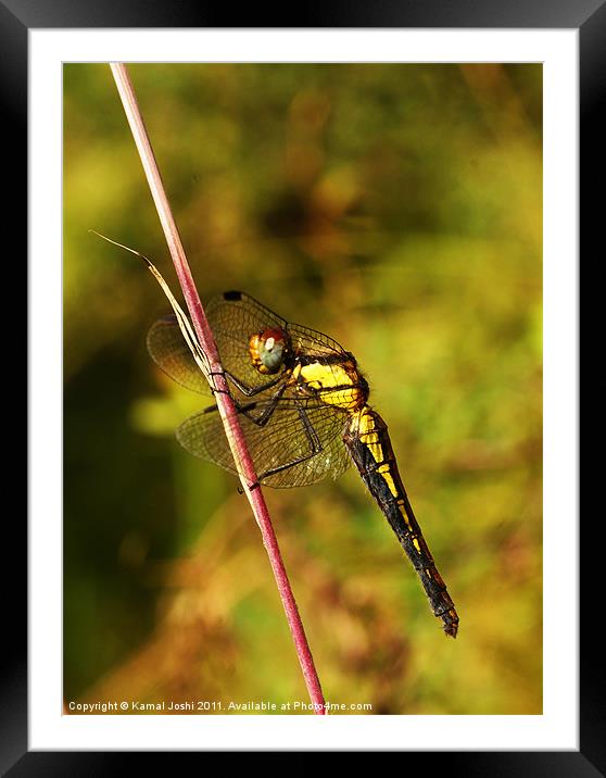 Dragonfly Framed Mounted Print by Kamal Joshi