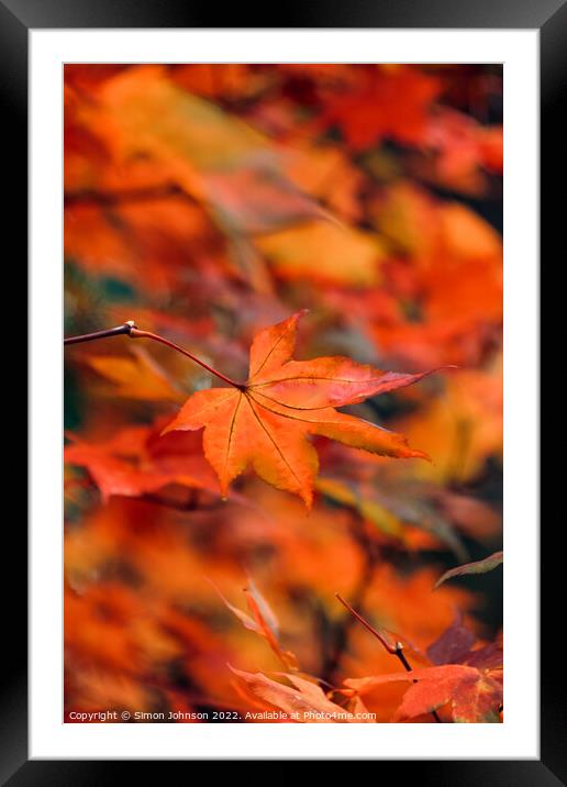 autumn acer colour Framed Mounted Print by Simon Johnson