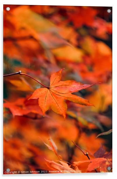 autumn acer colour Acrylic by Simon Johnson